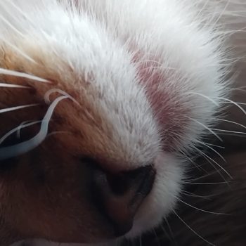 92e5eddf-1d5e-486a-912c-2ff2f053a078